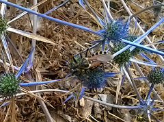 Rhynocoris punctiventris