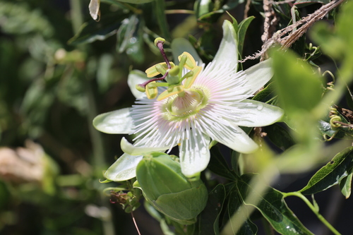 Passiflora caerulea