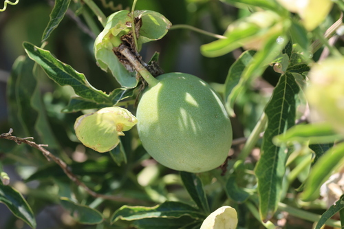 Passiflora caerulea