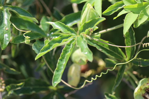 Passiflora caerulea