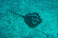Hemitrygon fluviorum