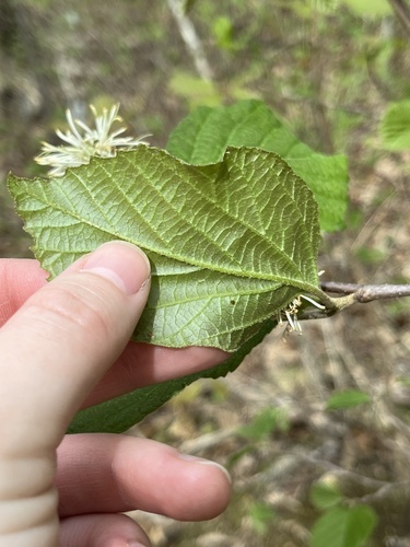 Image of Fothergilla major by (c) harrier, some rights reserved (CC BY)
