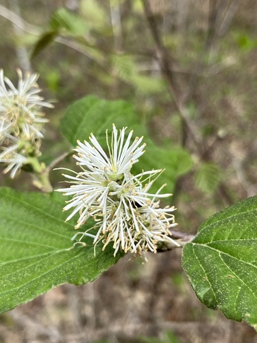 Image of Fothergilla major by (c) harrier, some rights reserved (CC BY)