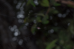 Gasteracantha diardi