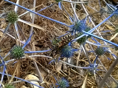 Rhynocoris punctiventris