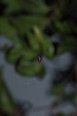 Gasteracantha diardi