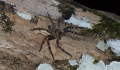 Heteropoda lunula