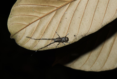 Xenocerus