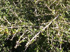 Coprosma propinqua propinqua