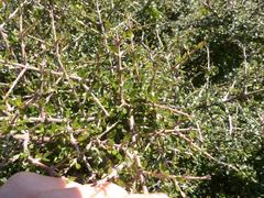 Coprosma propinqua propinqua