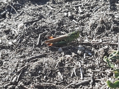 Chorthippus binotatus