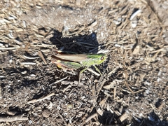 Chorthippus binotatus