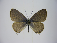 Leptotes pulchra pulchra