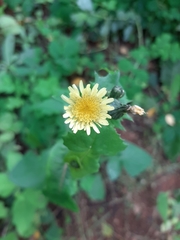 Sonchus oleraceus
