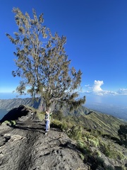 Casuarina junghuhniana