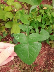Sonchus oleraceus