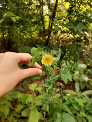 Sonchus oleraceus