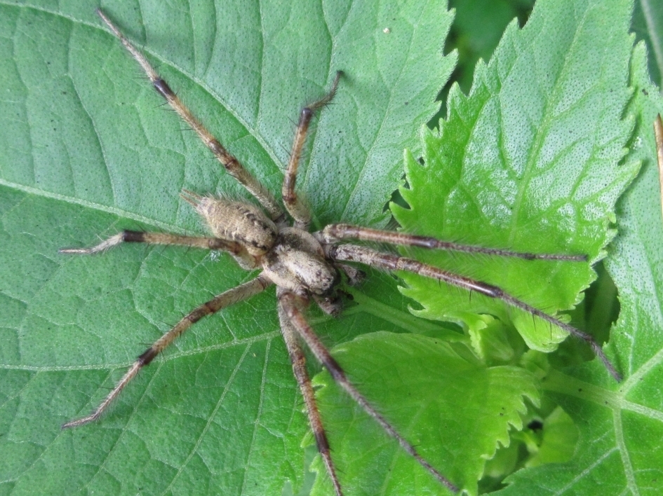 Agelena limbata