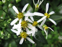 Aster scaber