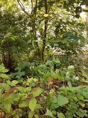 Sonchus oleraceus