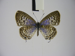 Leptotes pulchra pulchra