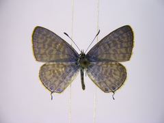Leptotes pulchra pulchra