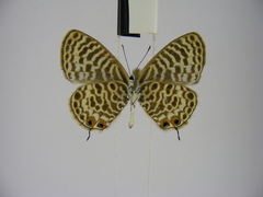 Leptotes pulchra pulchra