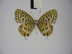 Leptotes pulchra pulchra