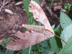 Marumba