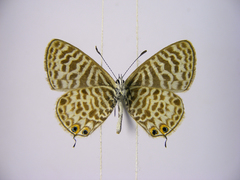 Leptotes pulchra pulchra