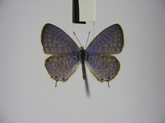 Leptotes pulchra pulchra