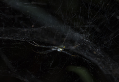 Cyrtophora cylindroides