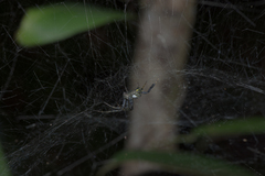 Cyrtophora cylindroides