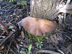 Omphalotus japonicus