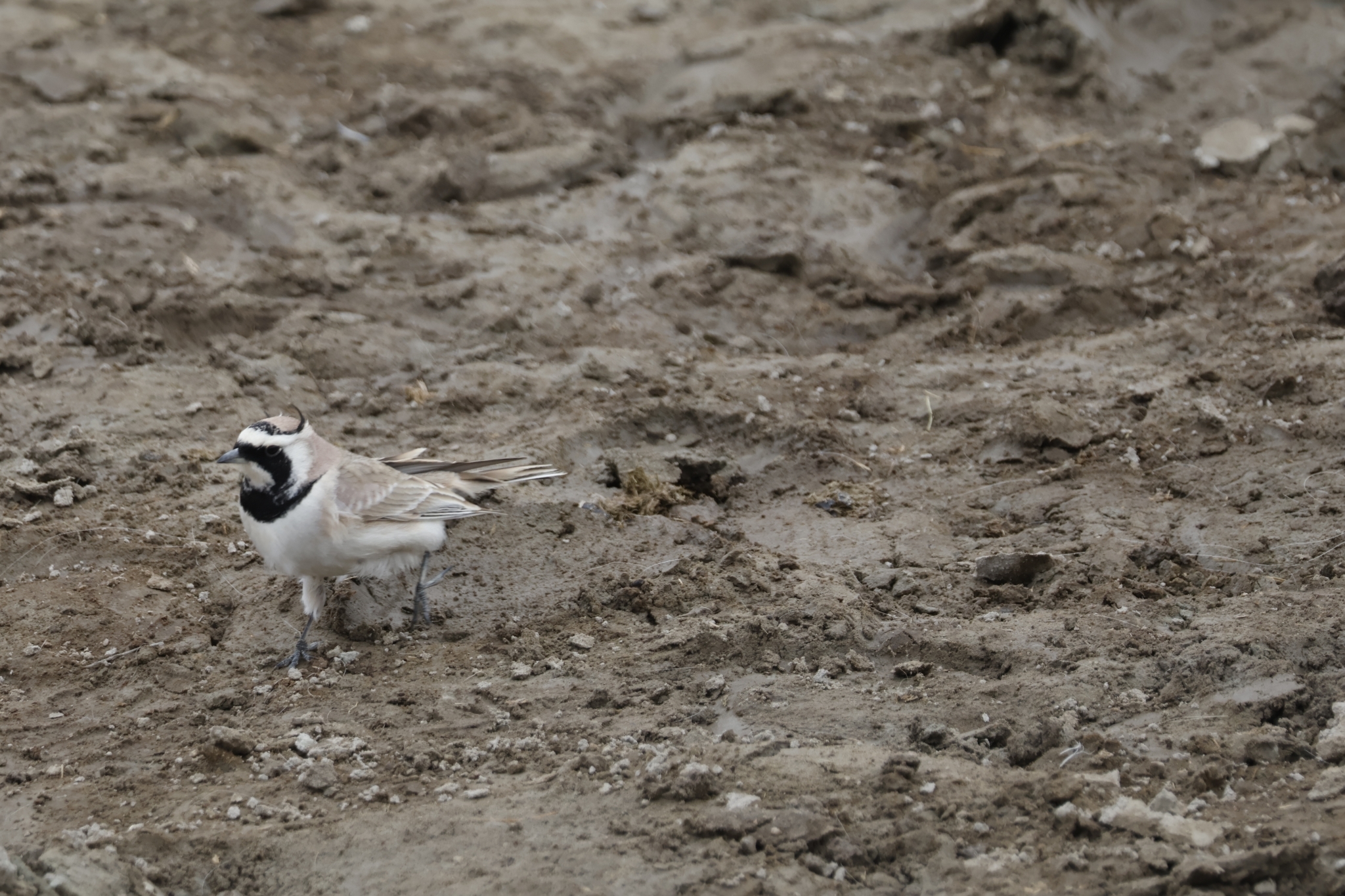 Horned Lark
