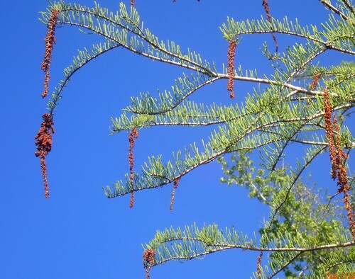 Image of Taxodium ascendens by (c) mfeaver, some rights reserved (CC BY)