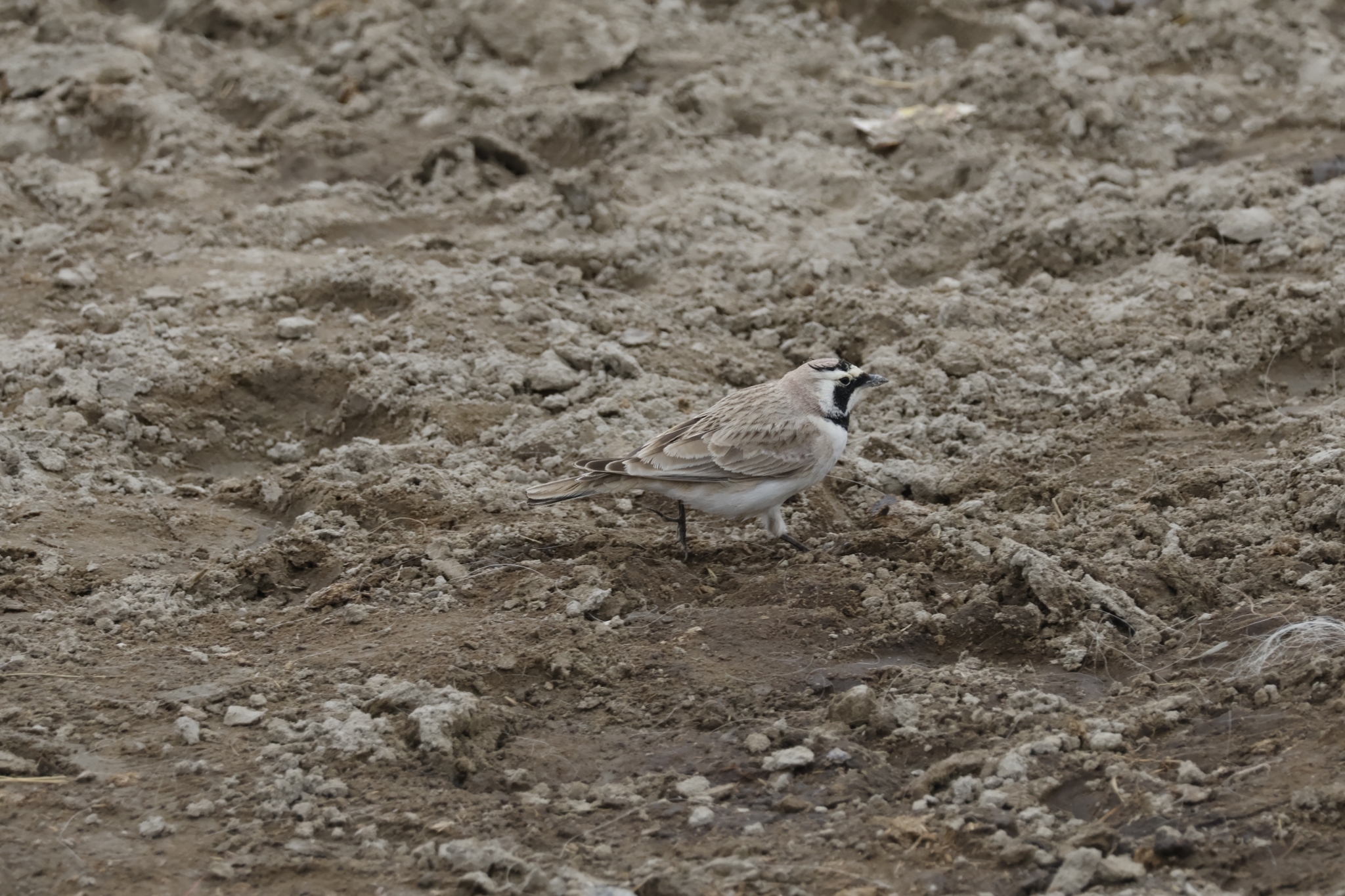 Horned Lark