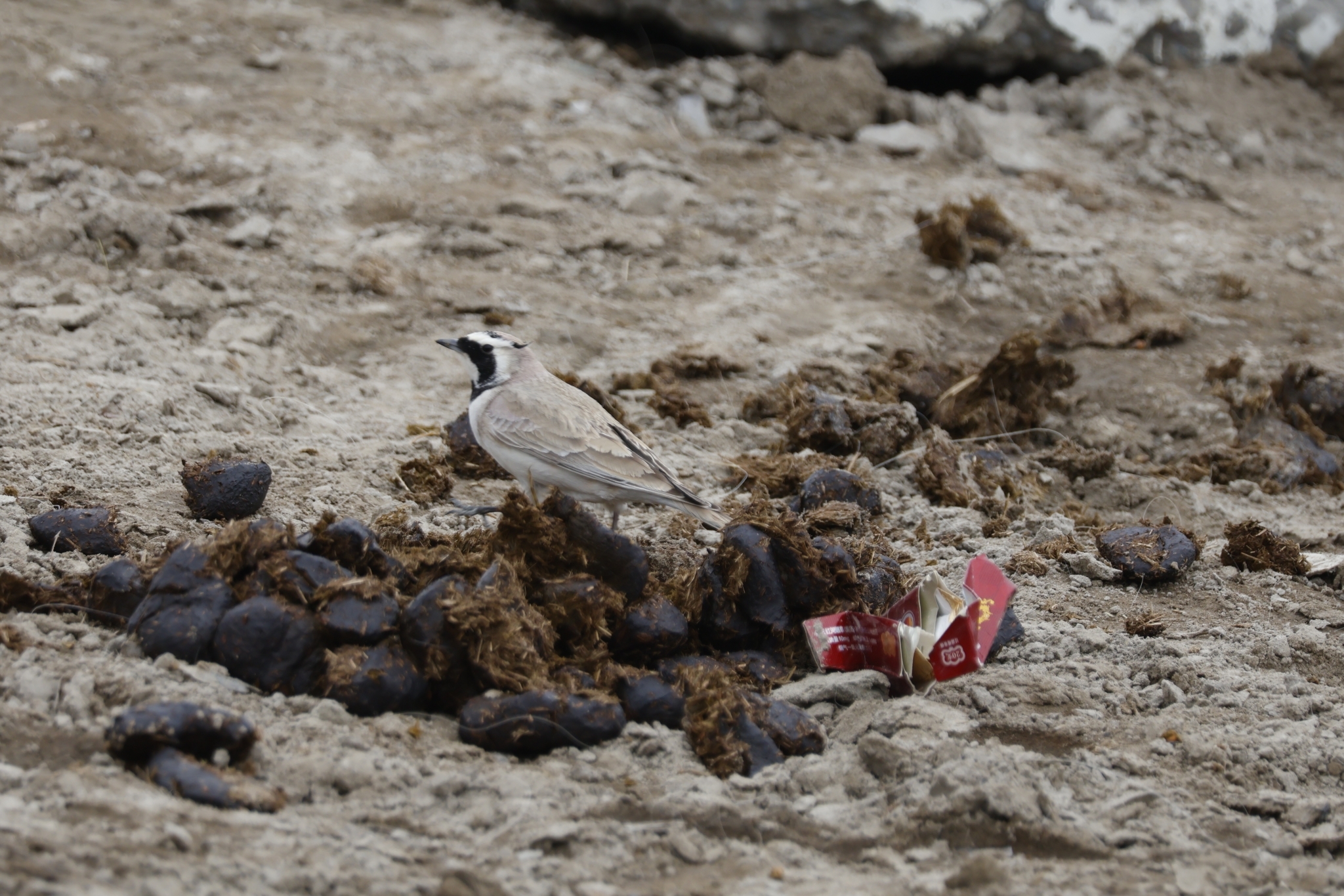 Horned Lark