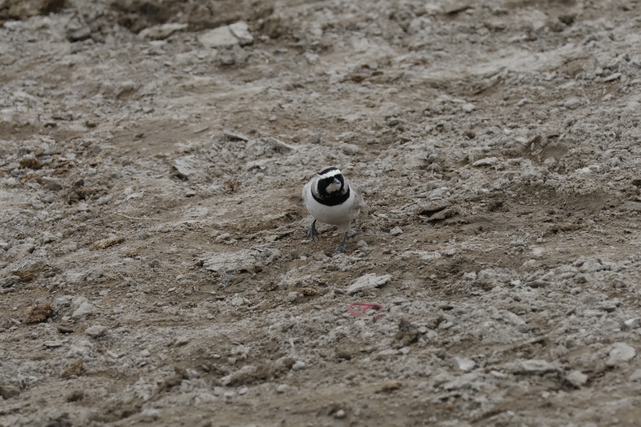 Horned Lark