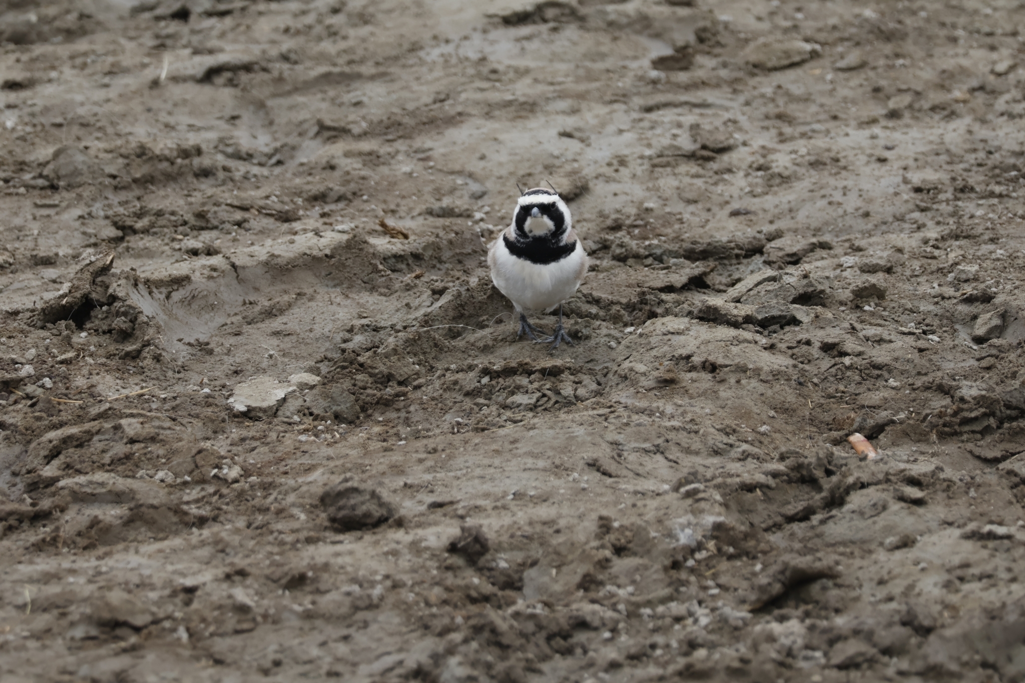 Horned Lark