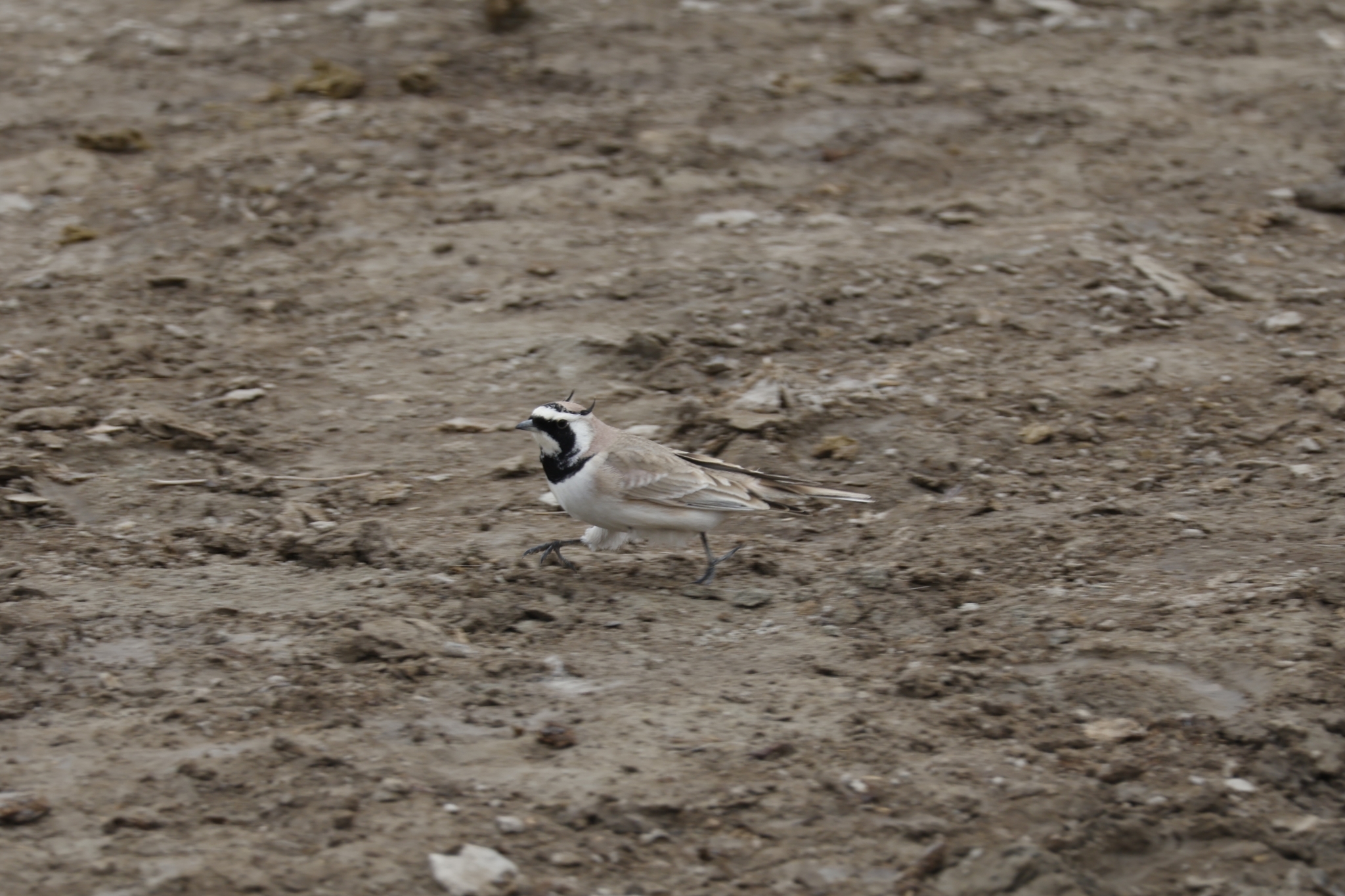 Horned Lark