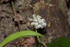 Bulbophyllum mahakamense