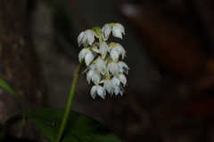 Bulbophyllum mahakamense