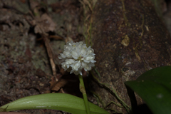 Bulbophyllum mahakamense