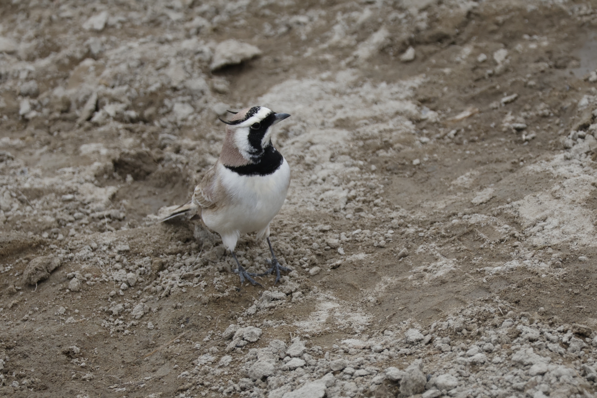 Horned Lark