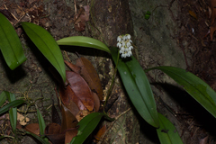 Bulbophyllum mahakamense