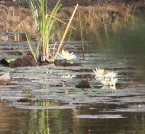 Image of Nymphaea lotus by (c) scaup, some rights reserved (CC BY)