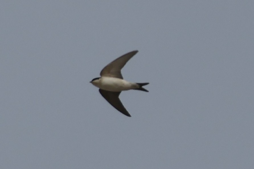 Western House Martin
