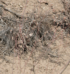 Eriogonum roseum