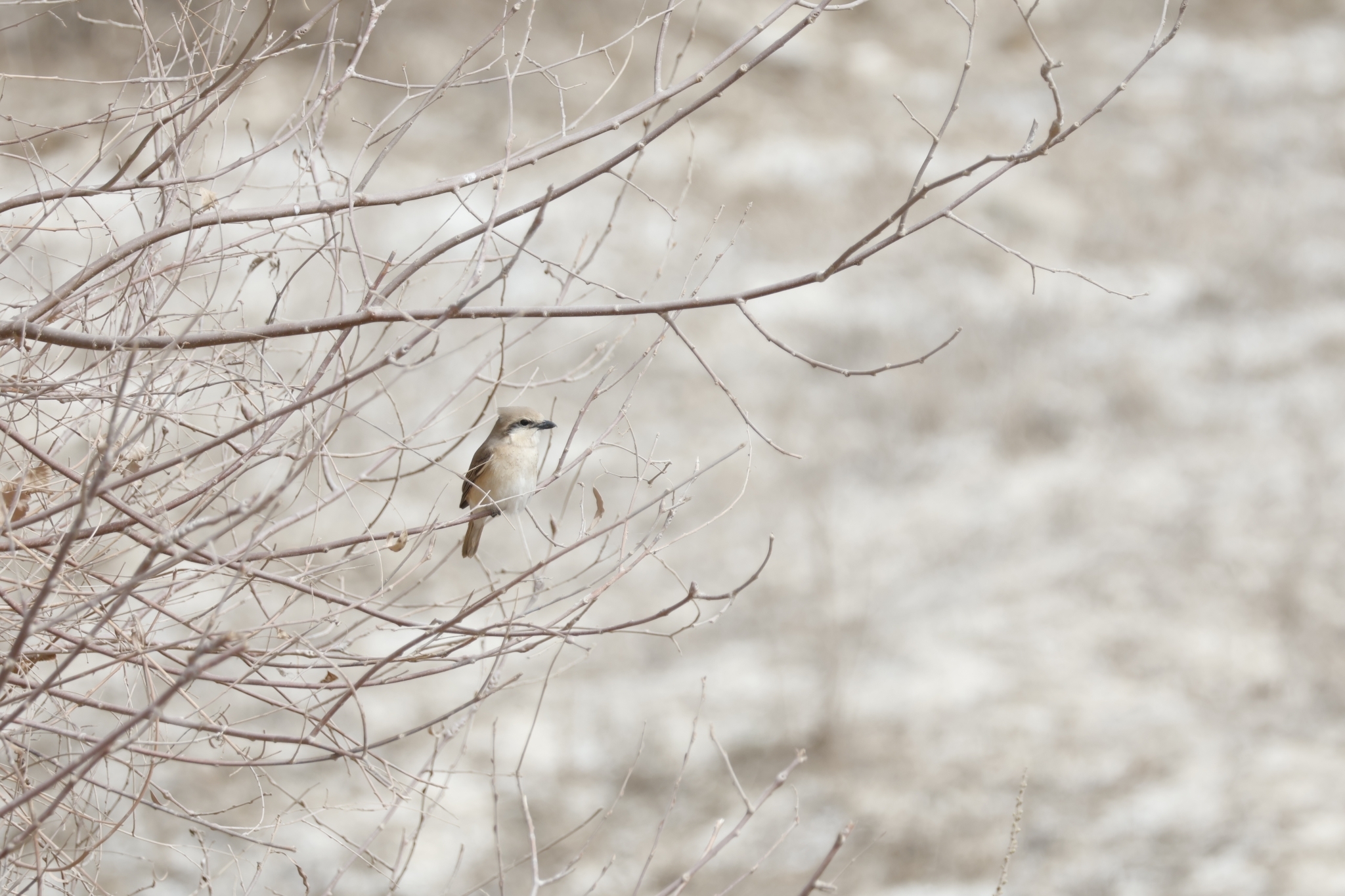 Isabelline Shrike